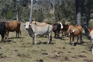 140  Brahman Other