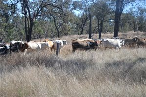 140  Brahman Other