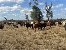 70  Droughtmaster X Brangus Cows & Calves