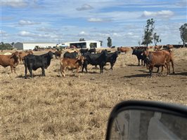 70  Droughtmaster X Brangus Cows & Calves