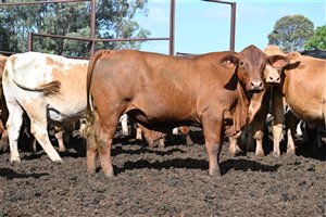 600 EU PCAS  Droughtmaster X Charolais Steers