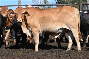 600 EU PCAS  Droughtmaster X Charolais Steers