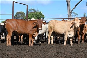 600 EU PCAS  Droughtmaster X Charolais Steers