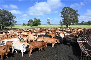 600 EU PCAS  Droughtmaster X Charolais Steers