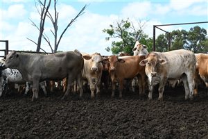 600 EU PCAS  Droughtmaster X Charolais Steers