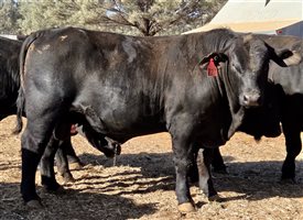 7  Ultrablack Bulls