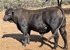 7  Ultrablack Bulls