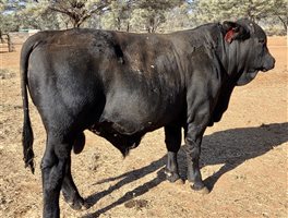 7  Ultrablack Bulls