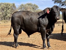 7  Ultrablack Bulls