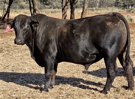7  Ultrablack Bulls
