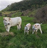 chianina calves listing sex