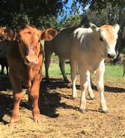 chianina calves cattlesales charolais