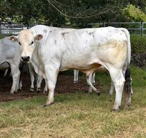 Sire of Heifers