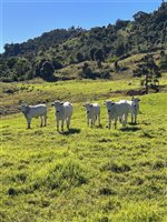 4 Heifers, 1 Bull