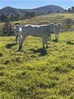 Heifer