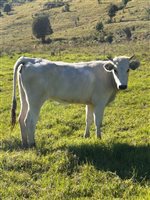 Heifer
