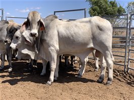 10 Brahman Bulls | Listing | Cattlesales