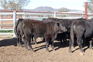 22 EU  Angus X Angus Steers