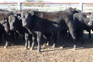 22 EU  Angus X Angus Steers