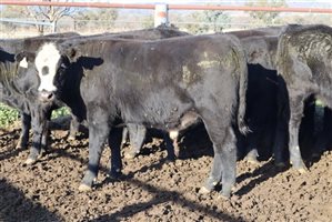 22 EU  Angus X Angus Steers