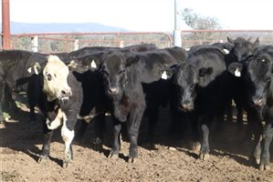 22 EU  Angus X Angus Steers