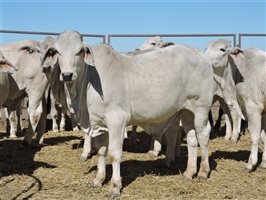 Australia's Premium site for advertising cattle | Cattlesales