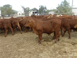 270  Droughtmaster Weaners