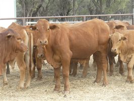 270  Droughtmaster Weaners