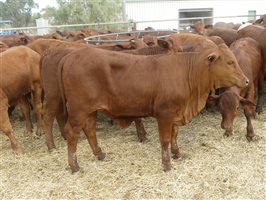 270  Droughtmaster Weaners