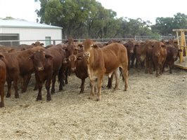 270  Droughtmaster Weaners