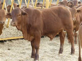 270  Droughtmaster Weaners