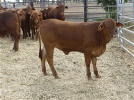 270  Droughtmaster Weaners