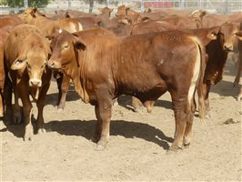 270  Droughtmaster Weaners