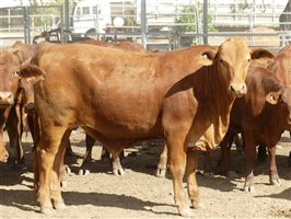 270  Droughtmaster Weaners