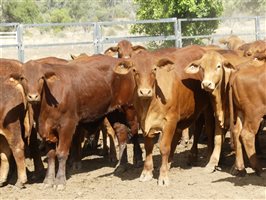 270  Droughtmaster Weaners