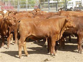 270  Droughtmaster Weaners