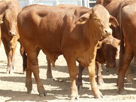 270  Droughtmaster Weaners