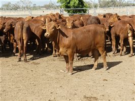 270  Droughtmaster Weaners