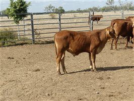 270  Droughtmaster Weaners