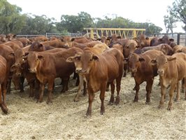 270  Droughtmaster Weaners