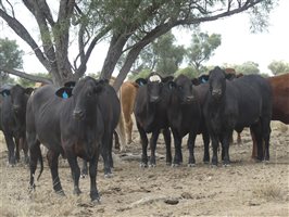 110  Charolais X Droughtmaster Heifers