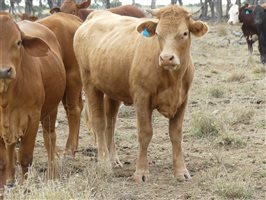 110  Charolais X Droughtmaster Heifers