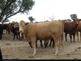 110  Charolais X Droughtmaster Heifers