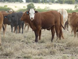 110  Charolais X Droughtmaster Heifers