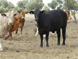 110  Charolais X Droughtmaster Heifers