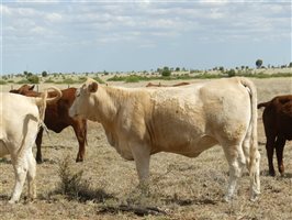 110  Charolais X Droughtmaster Heifers