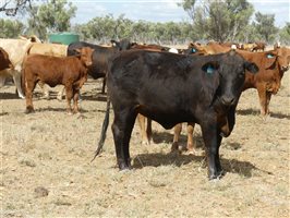 110  Charolais X Droughtmaster Heifers