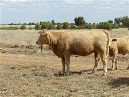 110  Charolais X Droughtmaster Heifers