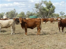 110  Charolais X Droughtmaster Heifers