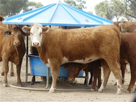 110  Charolais X Droughtmaster Heifers